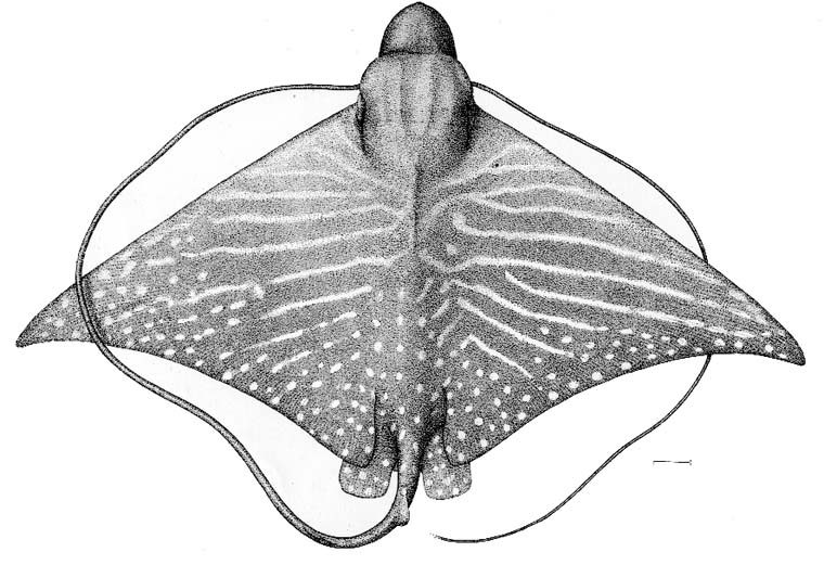 Aetomylaeus asperrimus SharkReferences